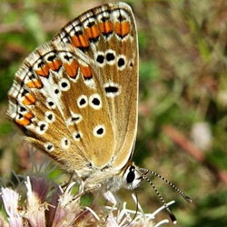 Aricia agestis